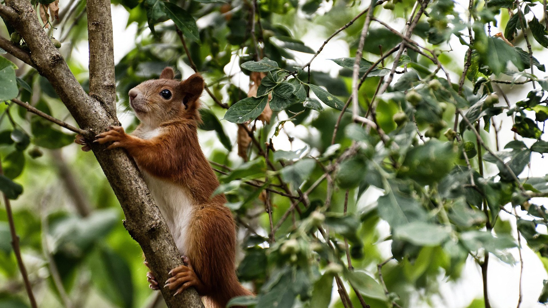 开云体育直播-喀麦隆关键战突围智利，阿坎吉成为关键先生